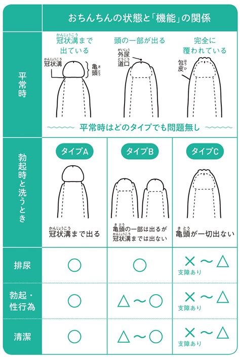 男の子皮むく時期 2歳|【花王 メリーズ】赤ちゃんは何歳までなら「包茎」を心配しな。